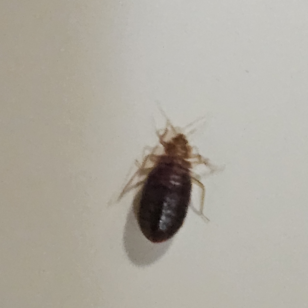 Bedbugs from TORONTO